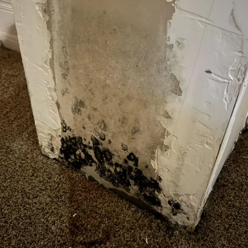 Professional Mold Removal in Larimore, ND